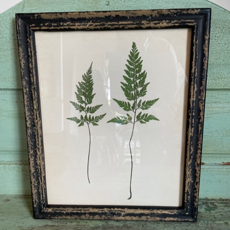 Botanical Pair of Ferns Picture