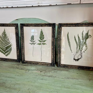 Botanical Pair of Ferns Picture